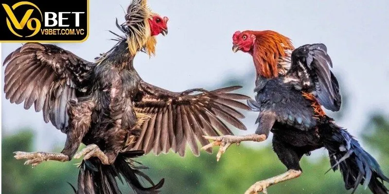 Đá Gà Cựa Sắt | Hình Thức Thi Đấu Thu Hút Người Xem 1 Giới thiệu đá gà cựa sắt